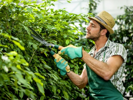 Regular lawn maintenance services
